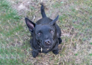 Cash: Jack Russell/Patterdale X