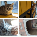 The train station kittens
