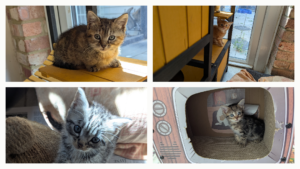 The train station kittens