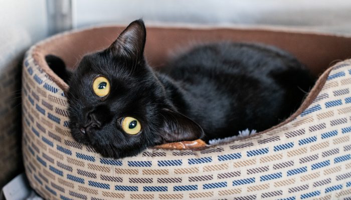 Picture of a black cat