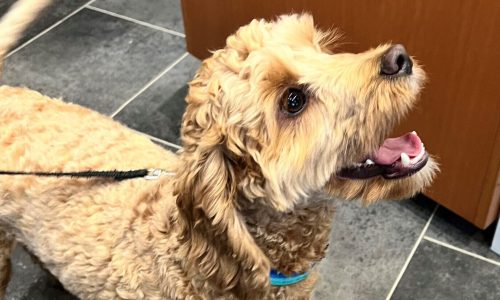 barney cockapoo
