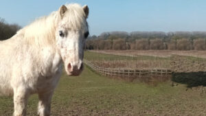 Ella: Welsh Section A