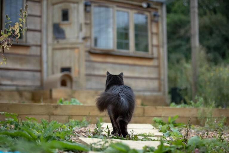 Cat Run facilities