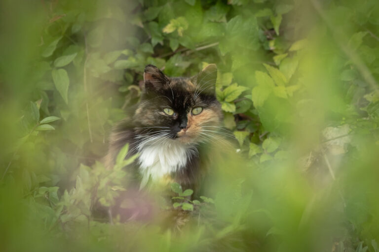 Outdoor animal spaces
