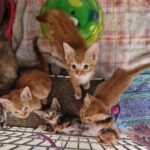Gigi’s Kittens