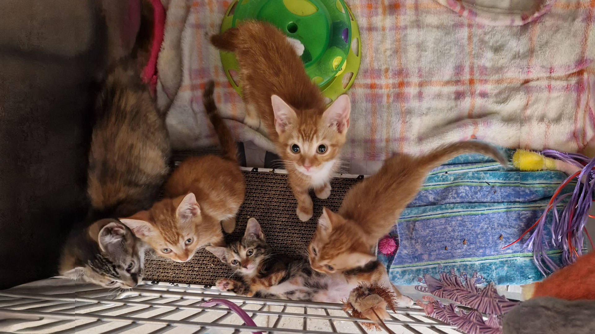 Gigi's Kittens
