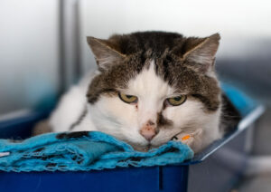 Hal: Domestic Short Hair