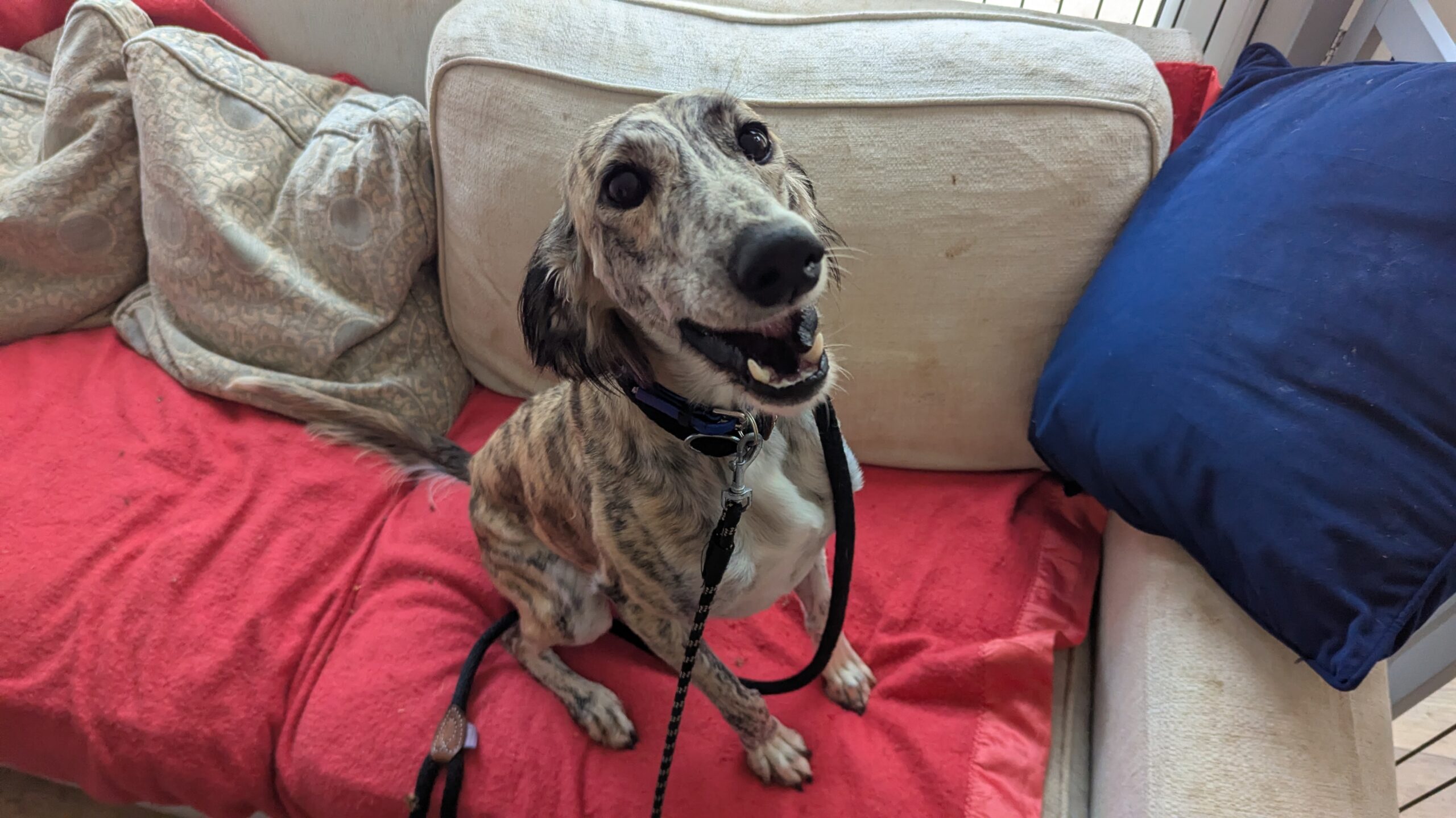 Lady, a 1 year old female Lurcher available for adoption from Animal Rescue Charity in Hertfordshire