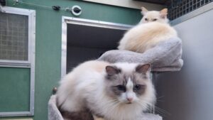 Leo & Theo: Ragdoll cats (pair)
