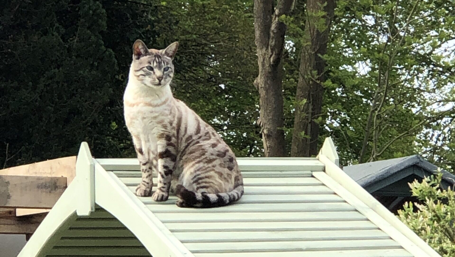 Lily
