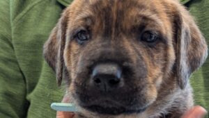 Puppies