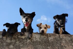 Worms in pets