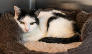 Robyn: Domestic Short Hair