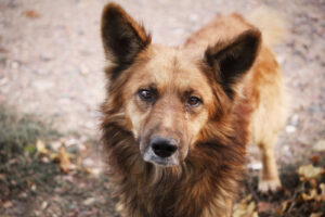 What to do with stray animals